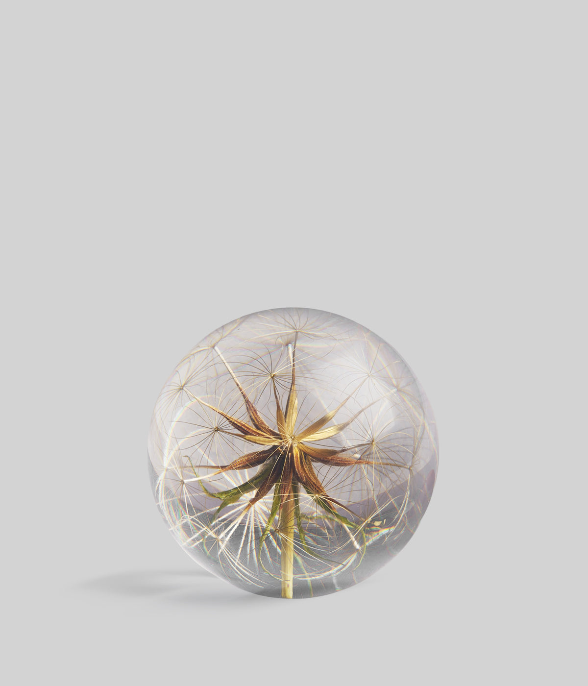 Goatsbeard Botanical Resin Paperweight