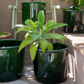 Modena Ø35 Planter
