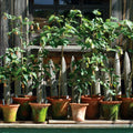 Aged Pie Crust Nursery Short Planter - Small