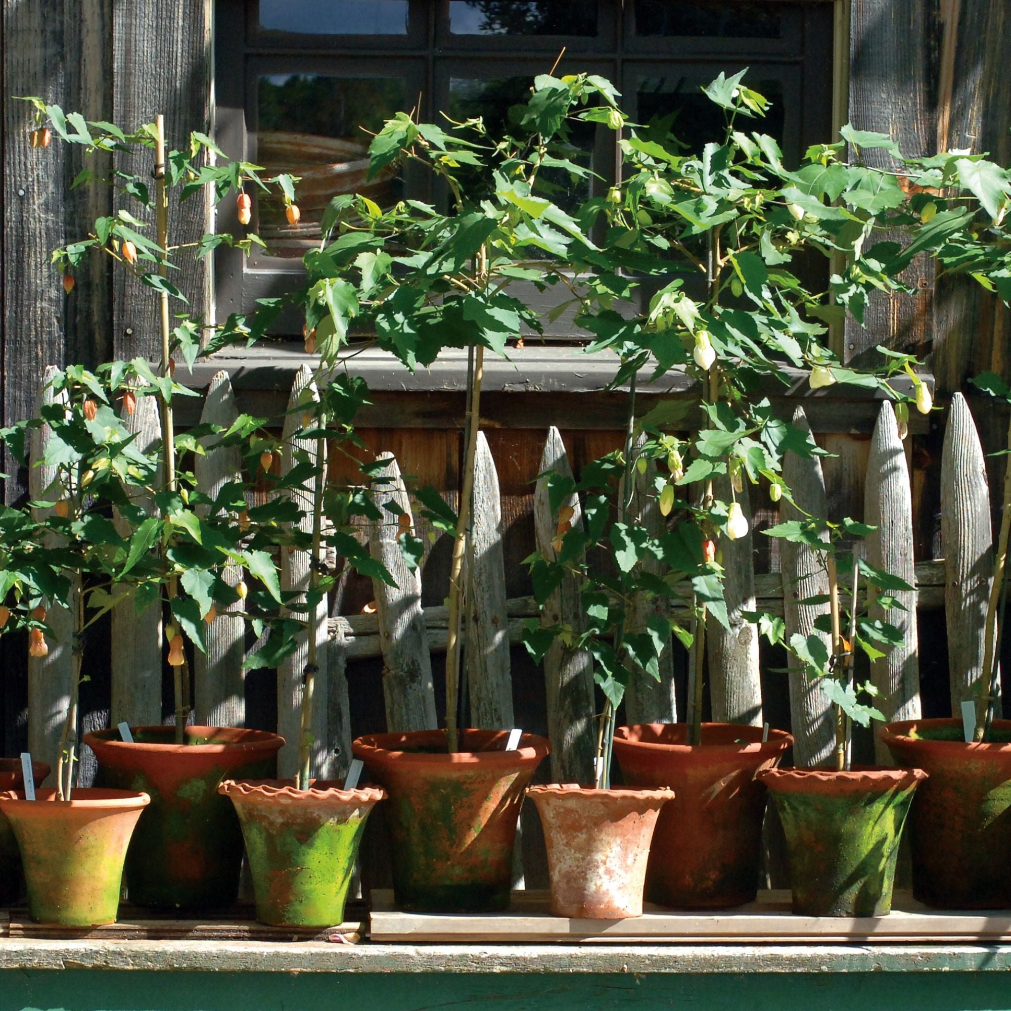 Aged Pie Crust Nursery Short Planter - Small