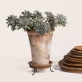 Iron Planter Trivet
