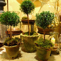 Aged Pie Crust Nursery Short Planter - 2X-Small