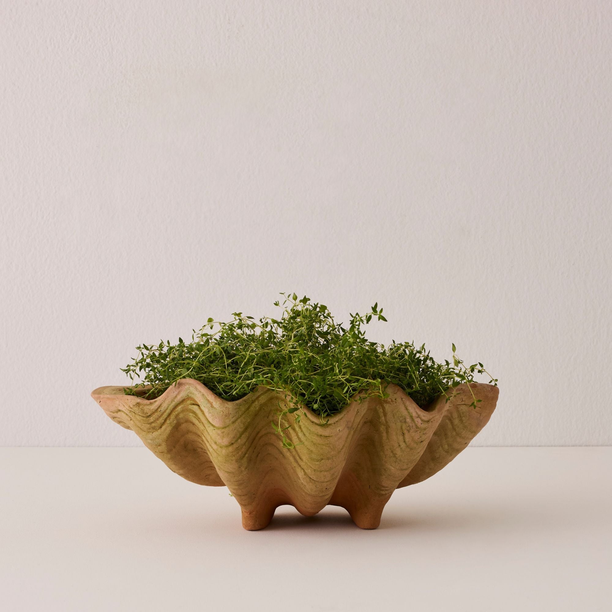 Aged Conch Shell Planter - Small