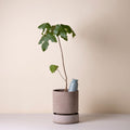 Cove 300 ml Self-Watering Tool