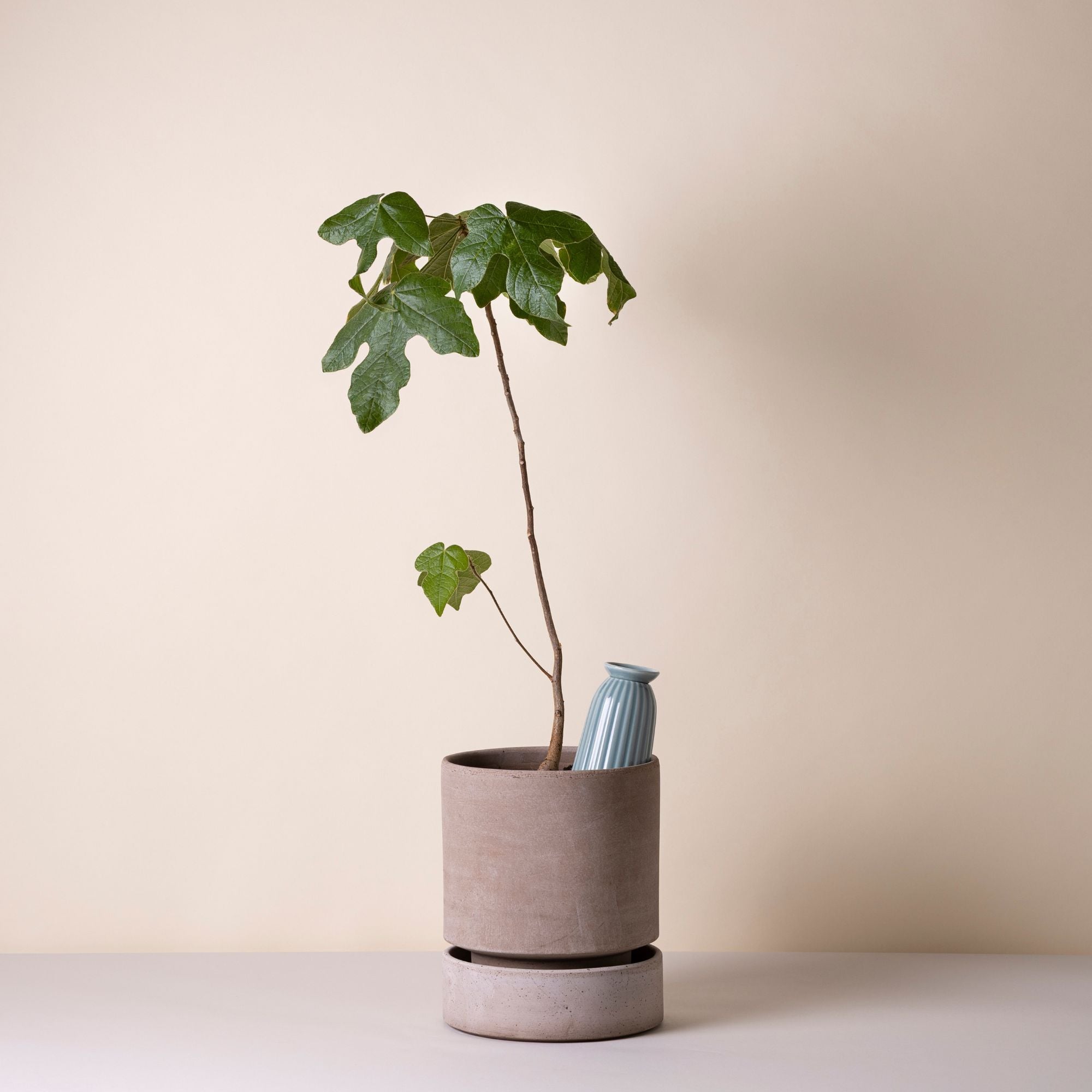 Cove 300 ml Self-Watering Tool