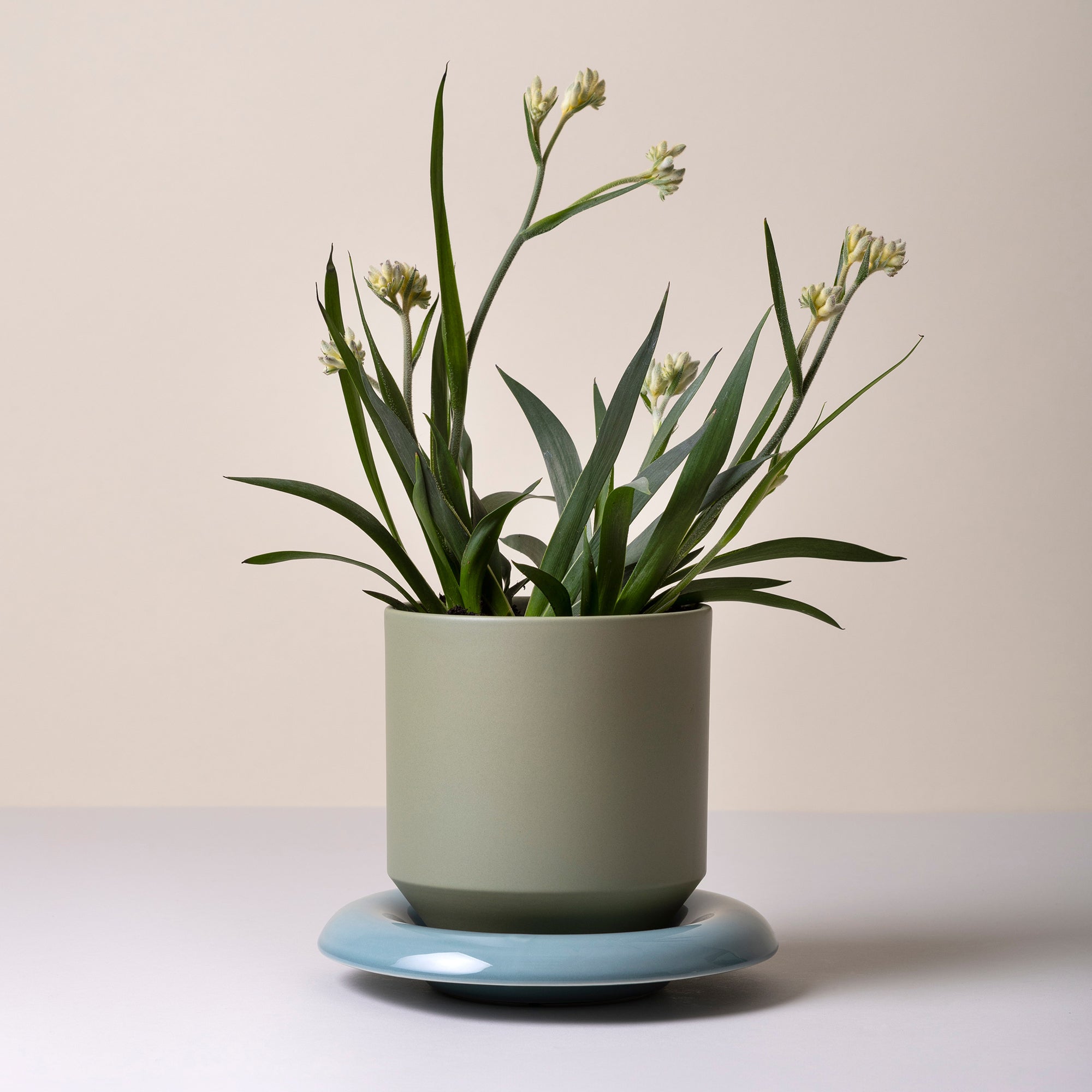Lily Ø14 Saucer