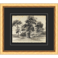 Tree Sketch