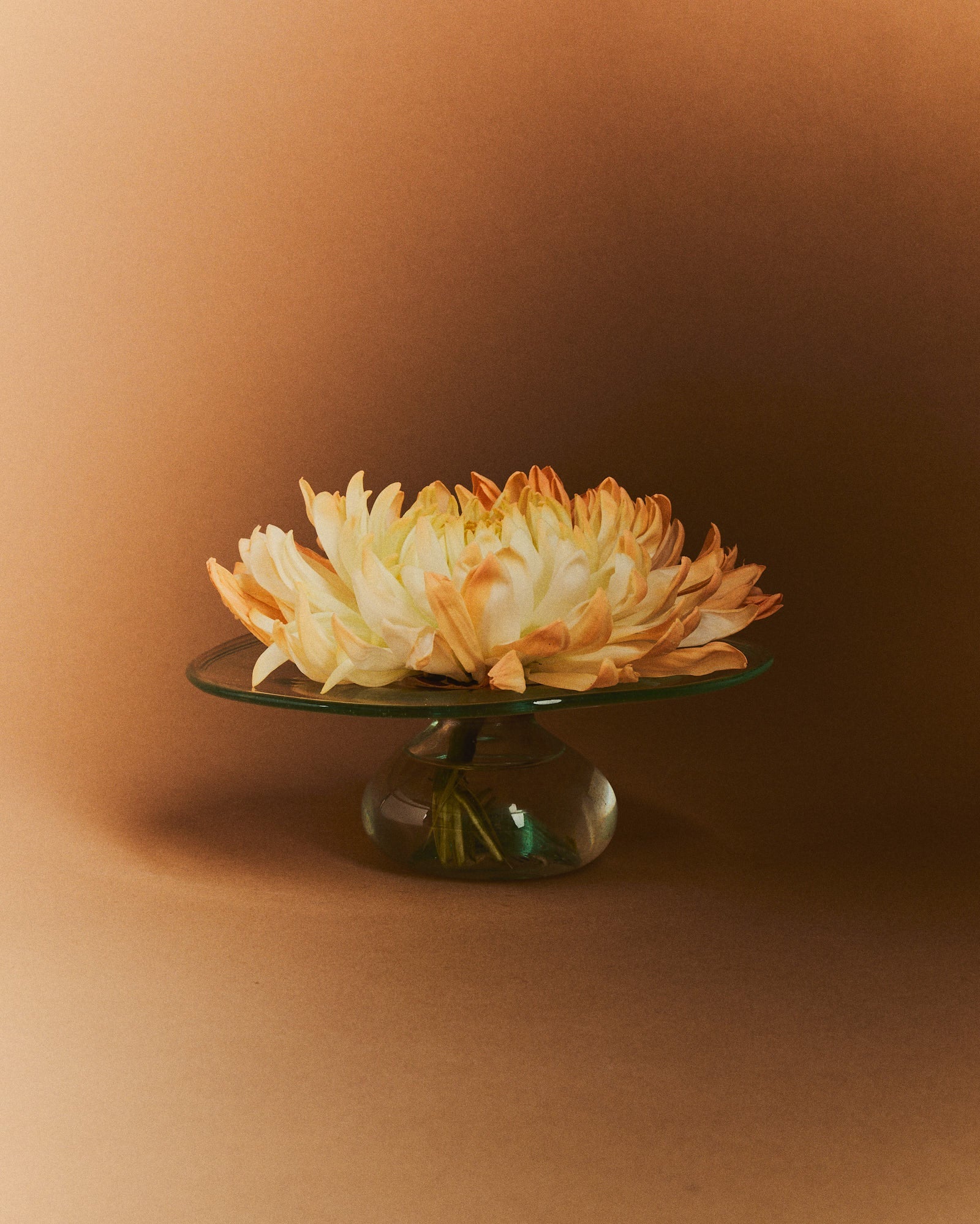 CD Vase in Transparent