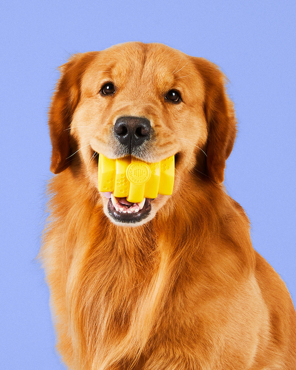 HIVE CHEW DOG TOY by Project Hive