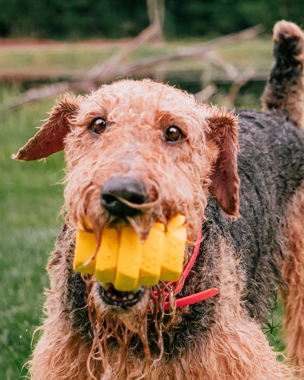 HIVE CHEW DOG TOY by Project Hive