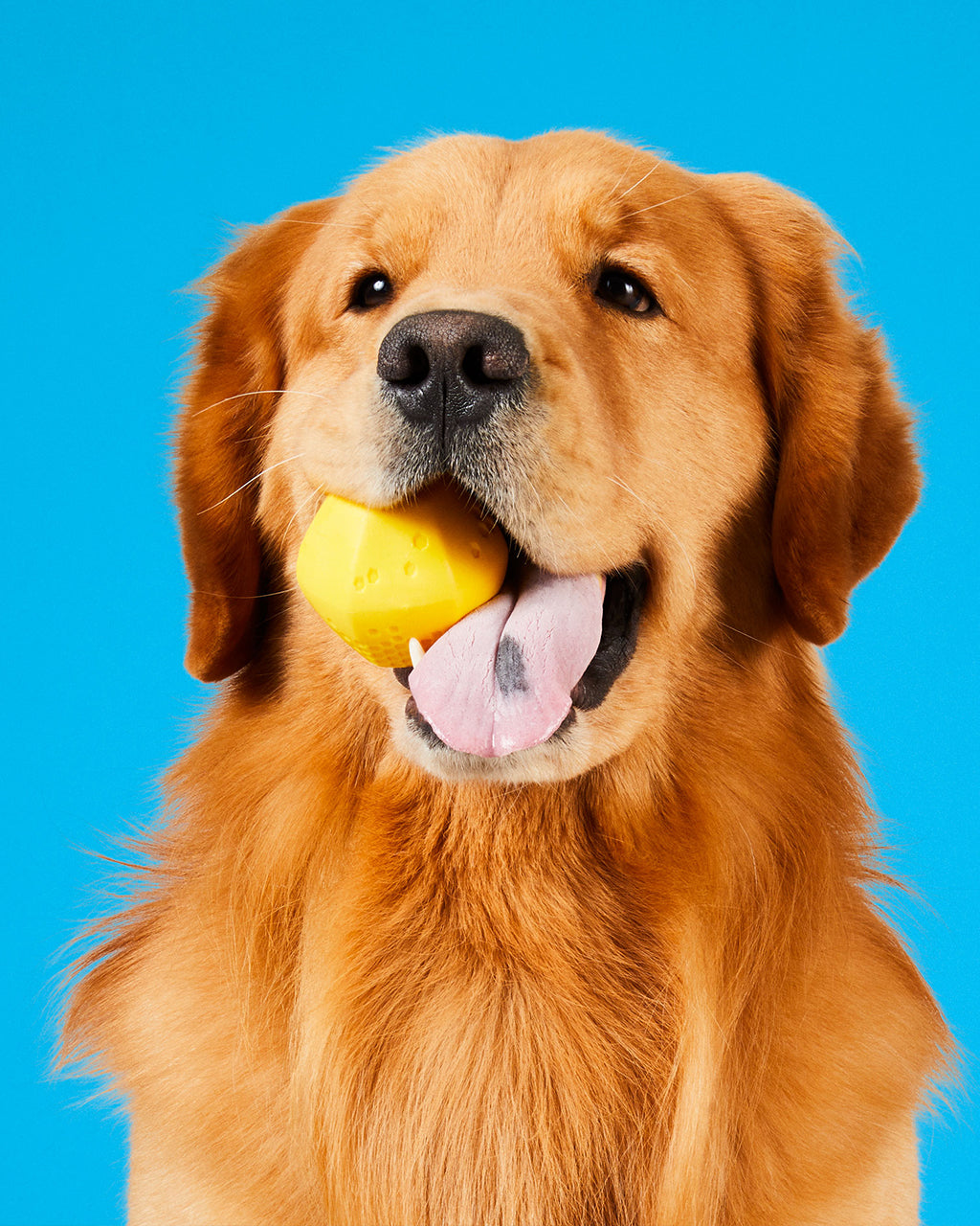HIVE DOG BALL by Project Hive
