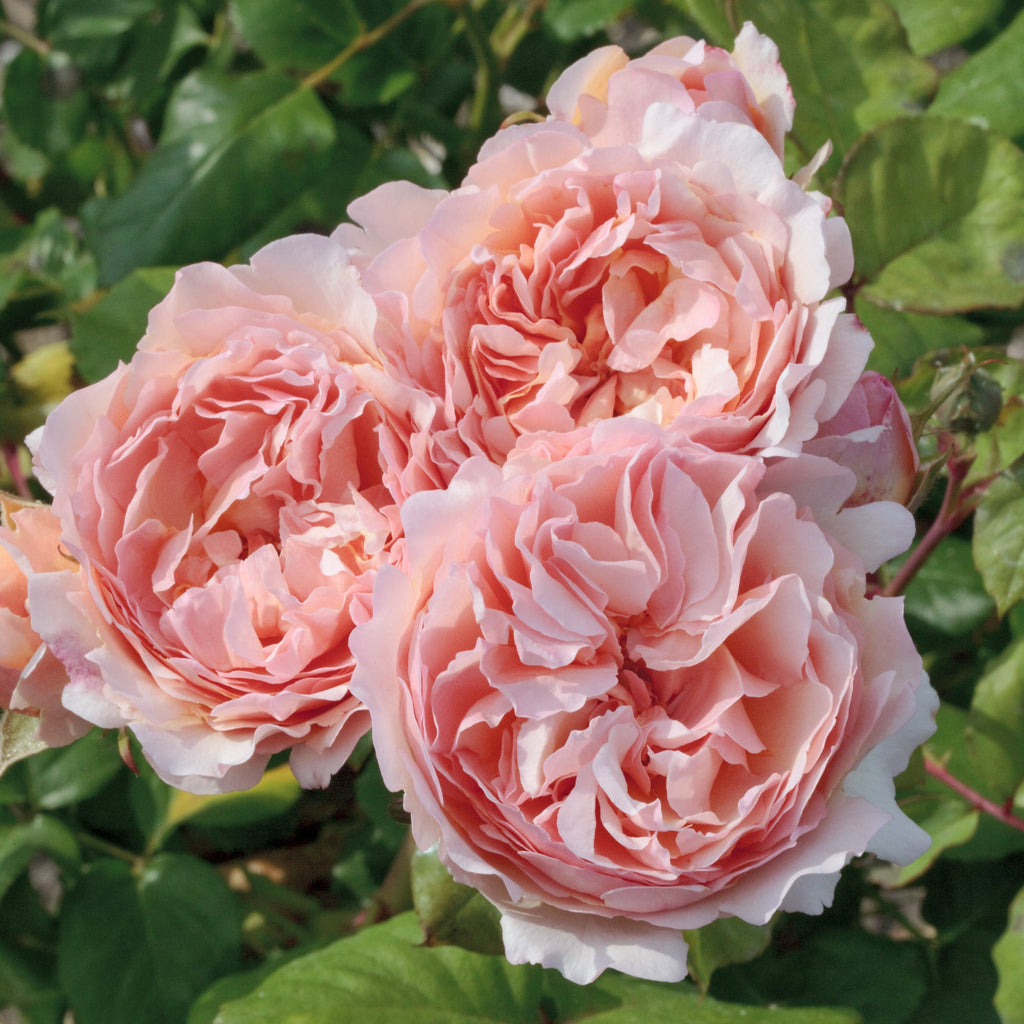 Princess Charlene de Monaco® Rose Bush