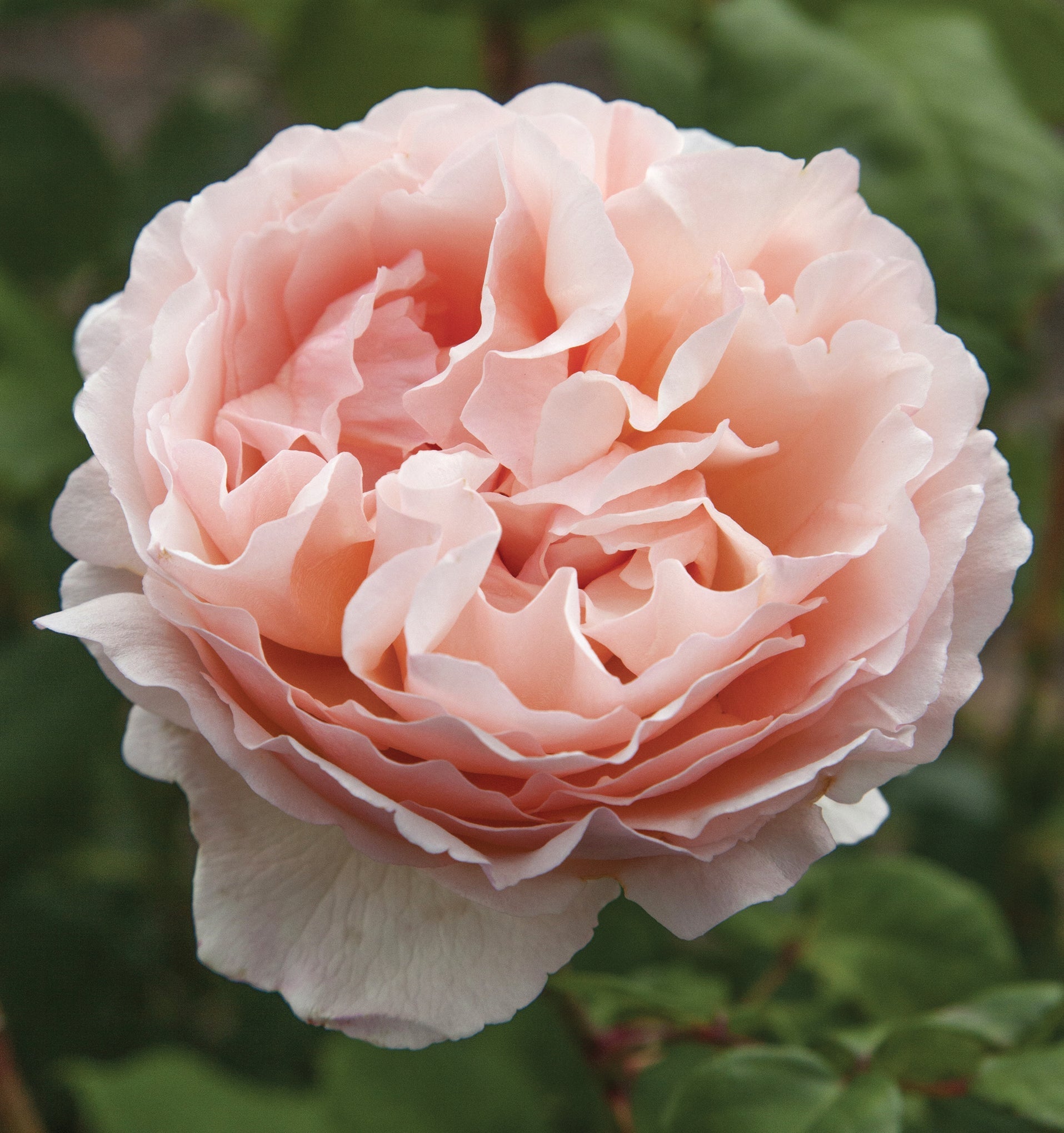 Princess Charlene de Monaco® Rose Bush