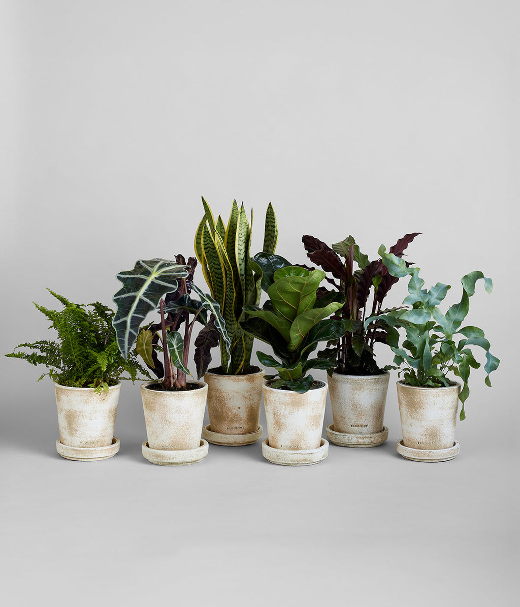 White Patina Planters and Trays Bundle