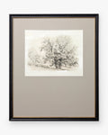 Heathland Oak
