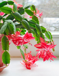 Blooming Cactus