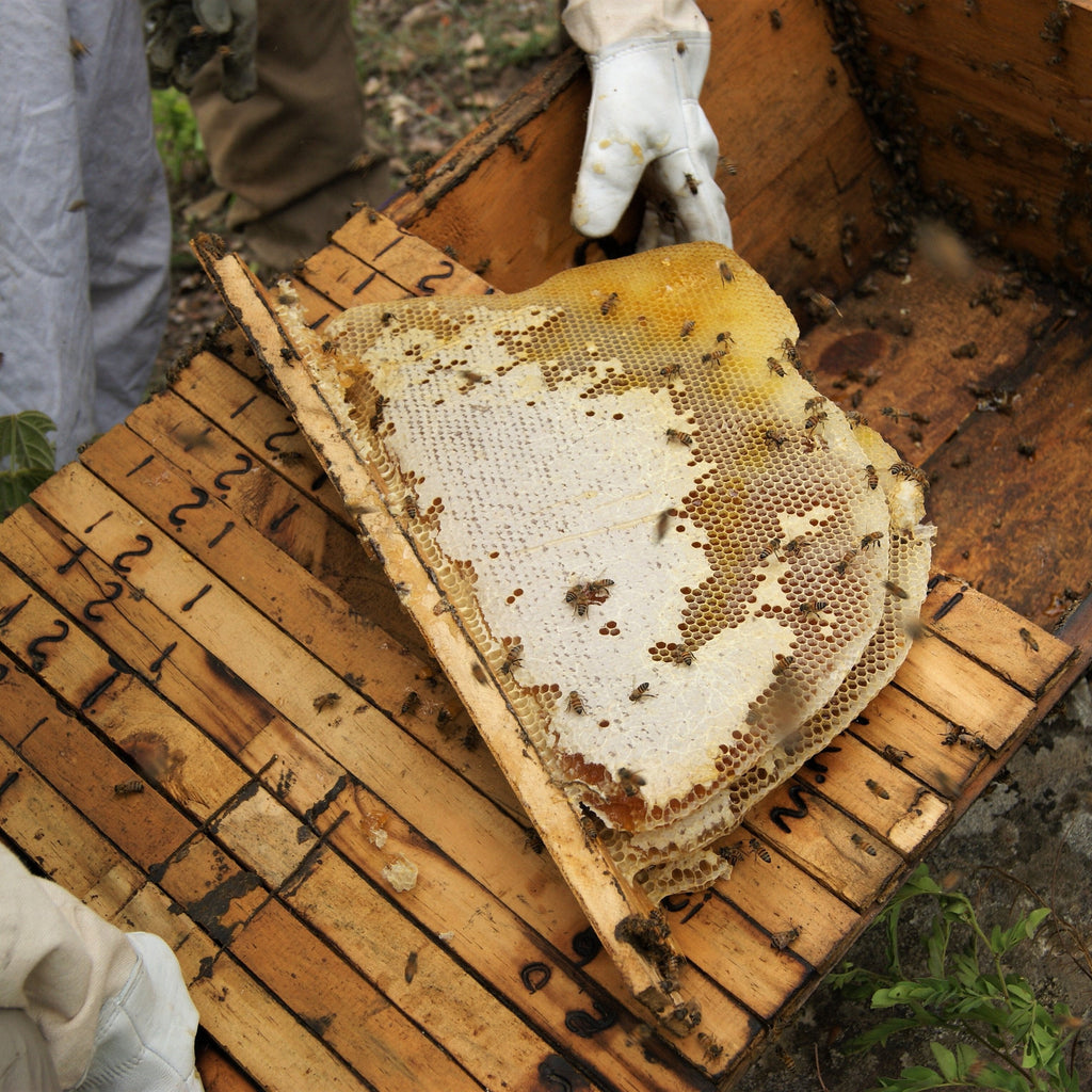 Woodland Honey Trio