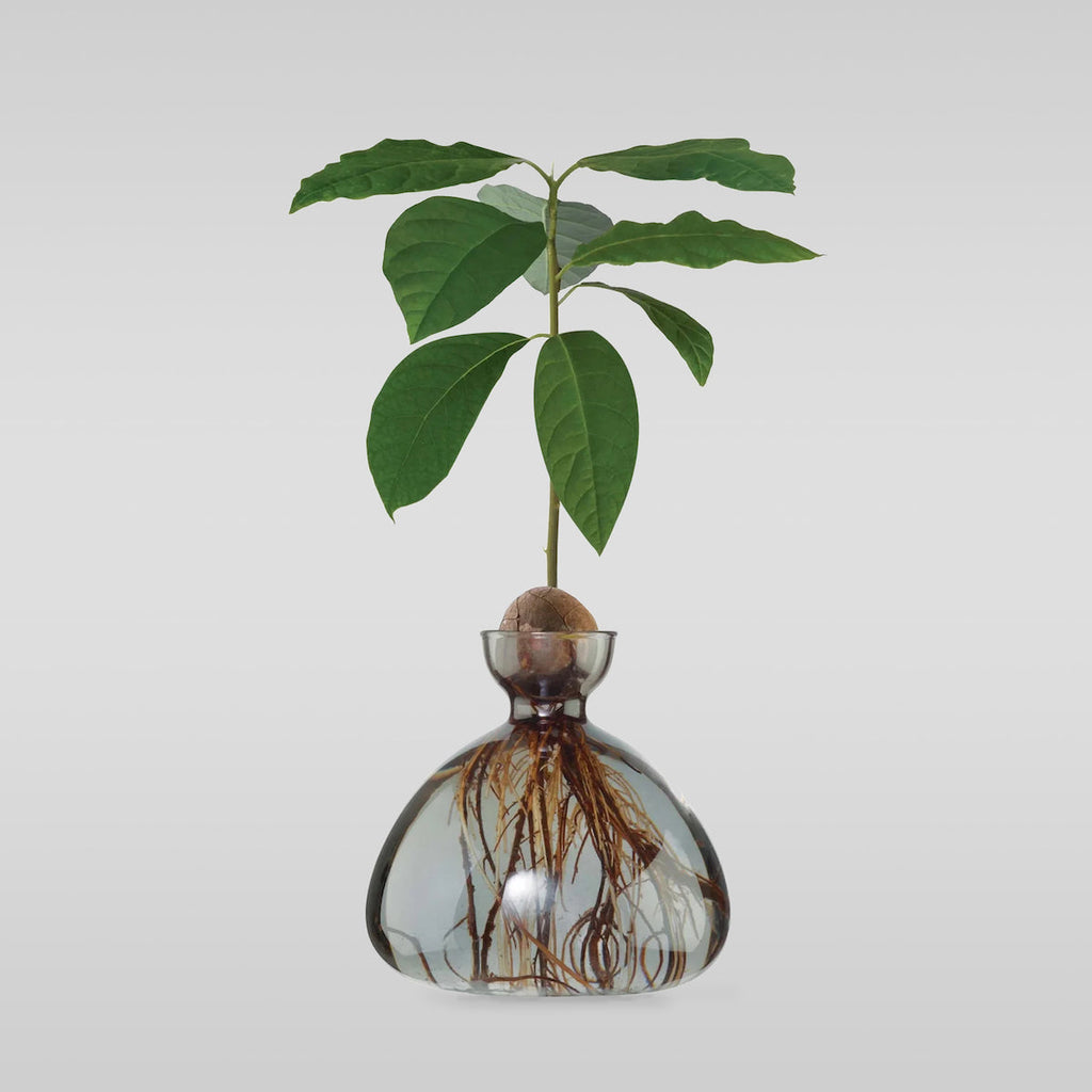 Avocado Vase
