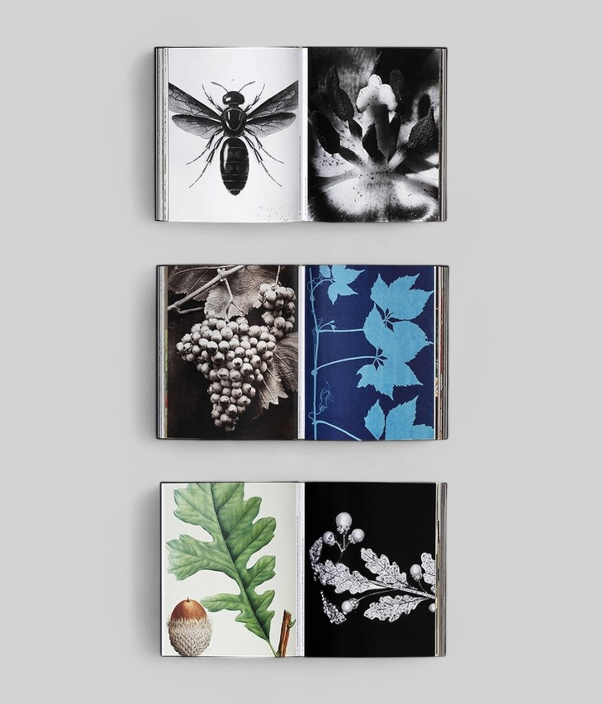 Botanical: Observing Beauty