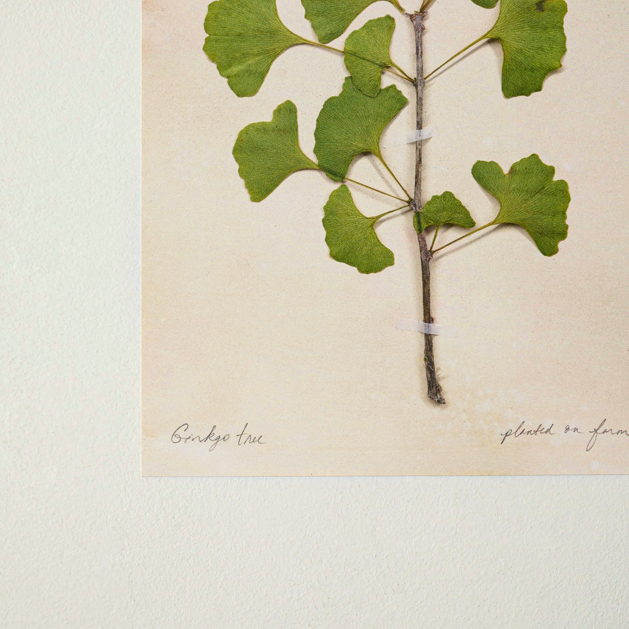 Jo's Hand Pressed Herbarium Prints - Ginkgo Tree '21