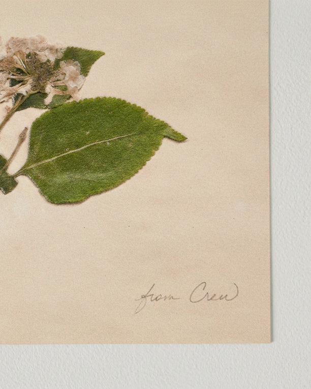 Jo's Hand Pressed Herbarium Prints - "From Crew" '23