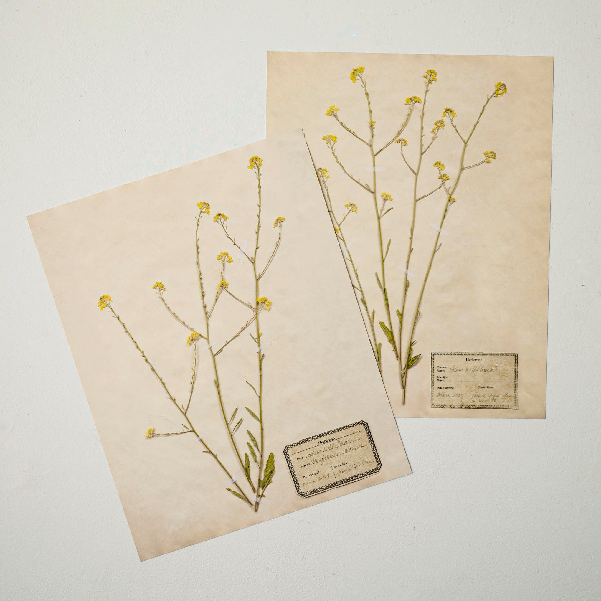Jo's Hand Pressed Herbarium Prints - Texas Wildflowers II '24