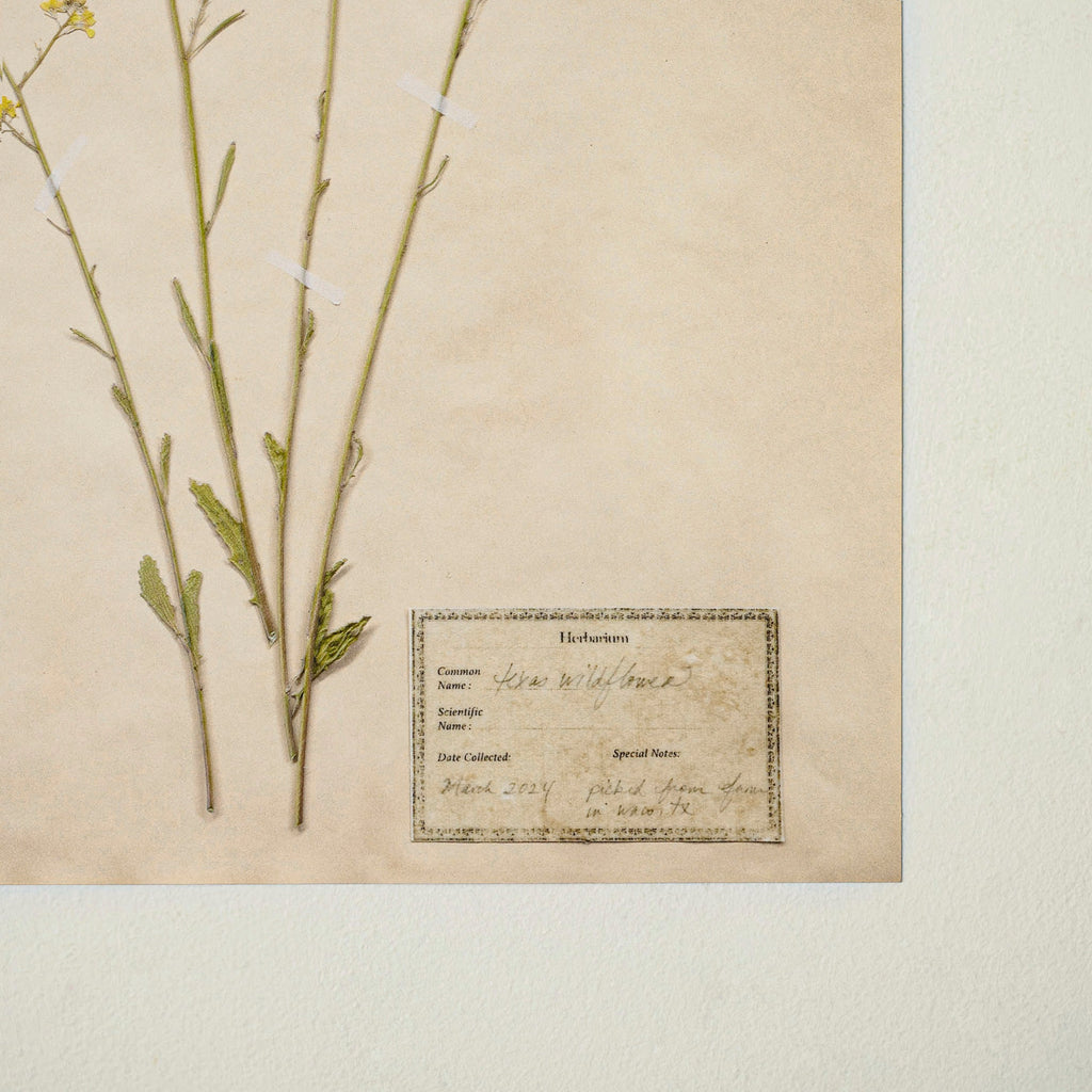 Jo's Hand Pressed Herbarium Prints - Texas Wildflowers II '24
