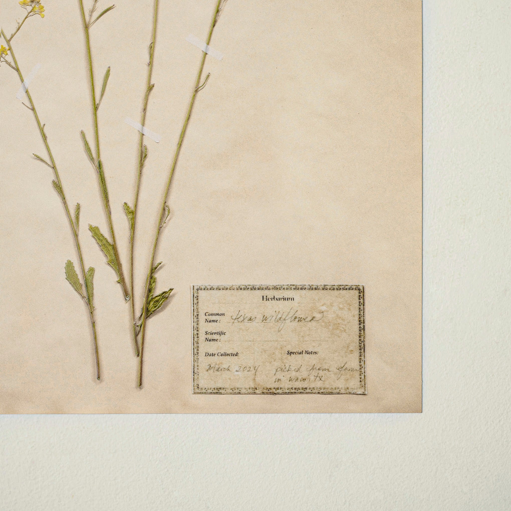 Jo's Hand Pressed Herbarium Prints - Texas Wildflowers II '24