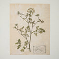 Jo's Hand Pressed Herbarium Prints - Orlaya '24