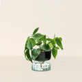 Canopy Self Watering Planter - Small