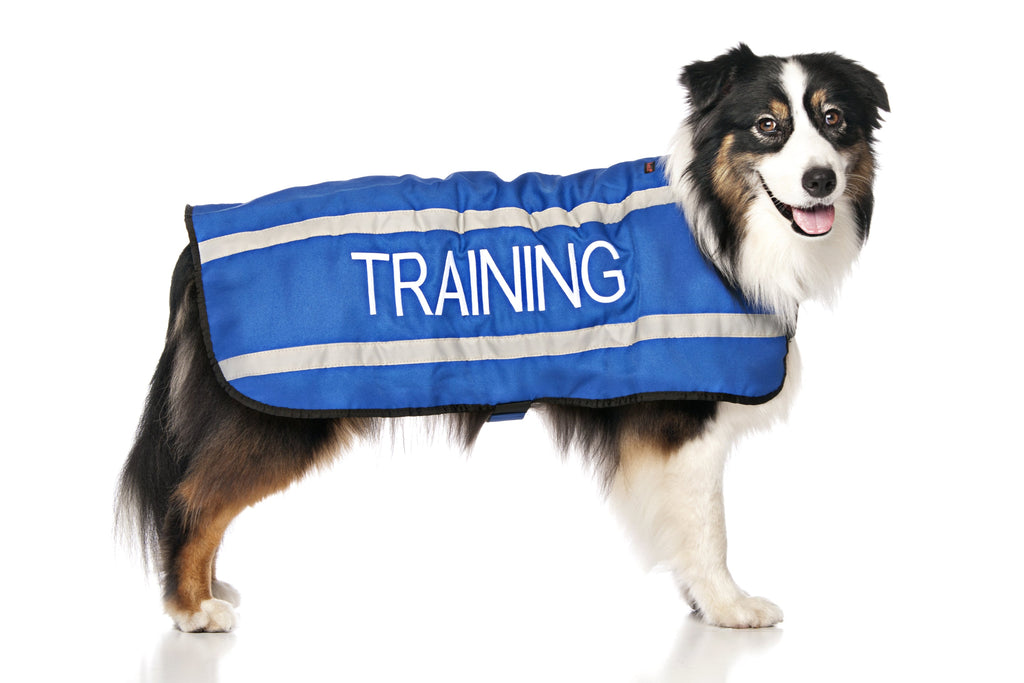 Training Dog Coat
