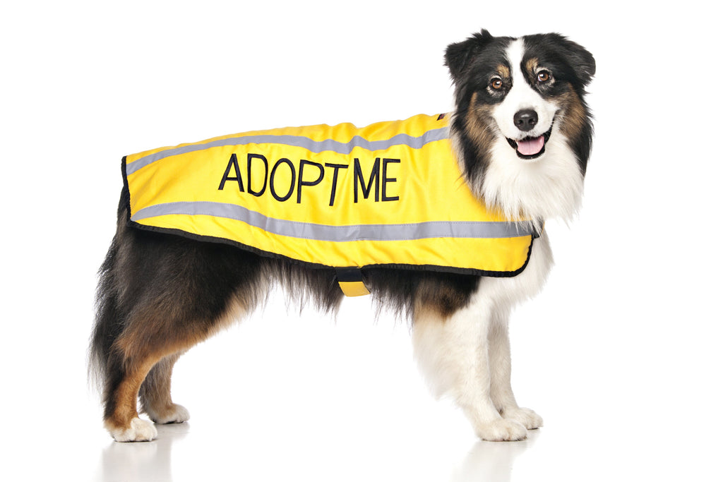 Adopt Me Dog Coat