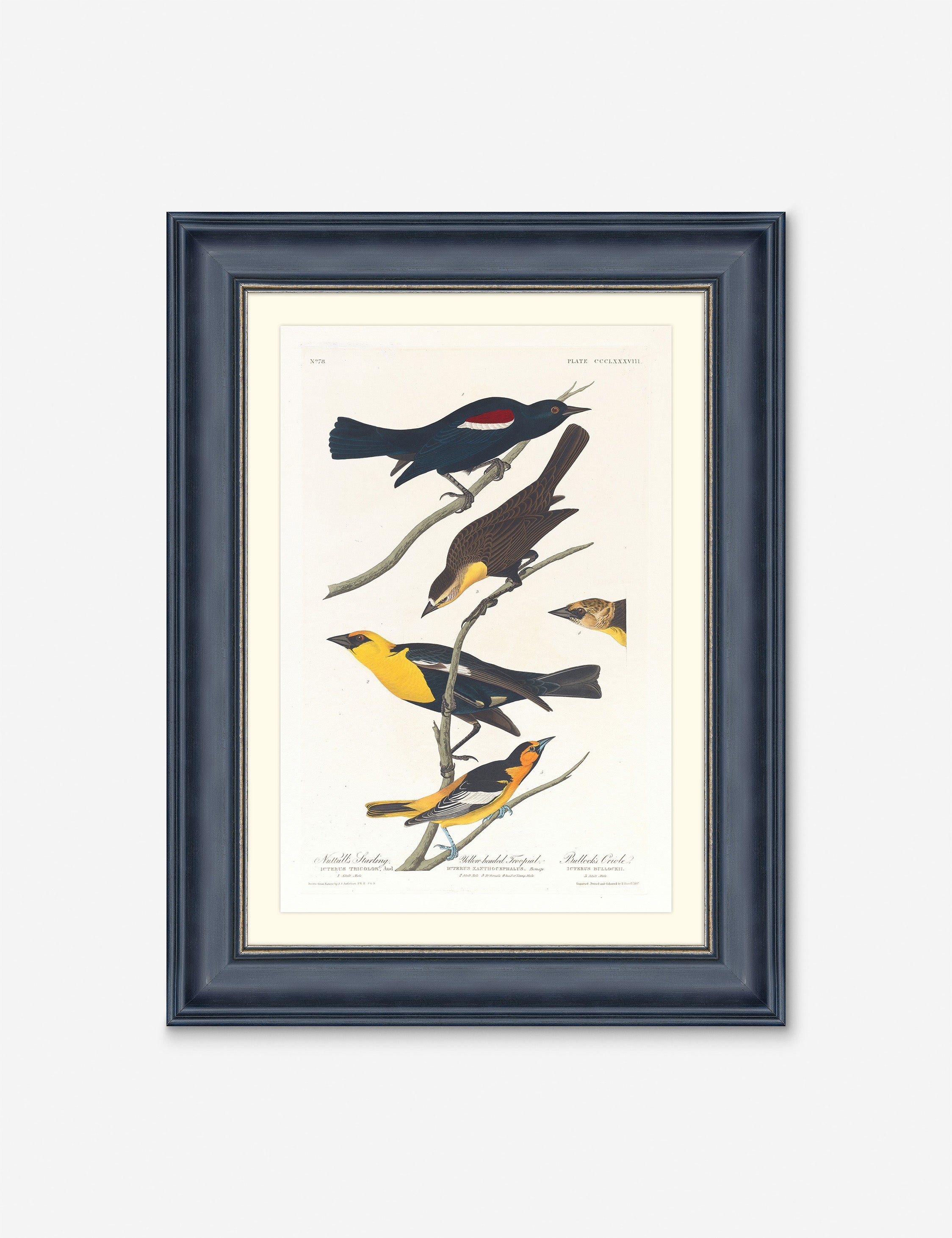 Wings of the Wild IV Wall Art by Alex Zane