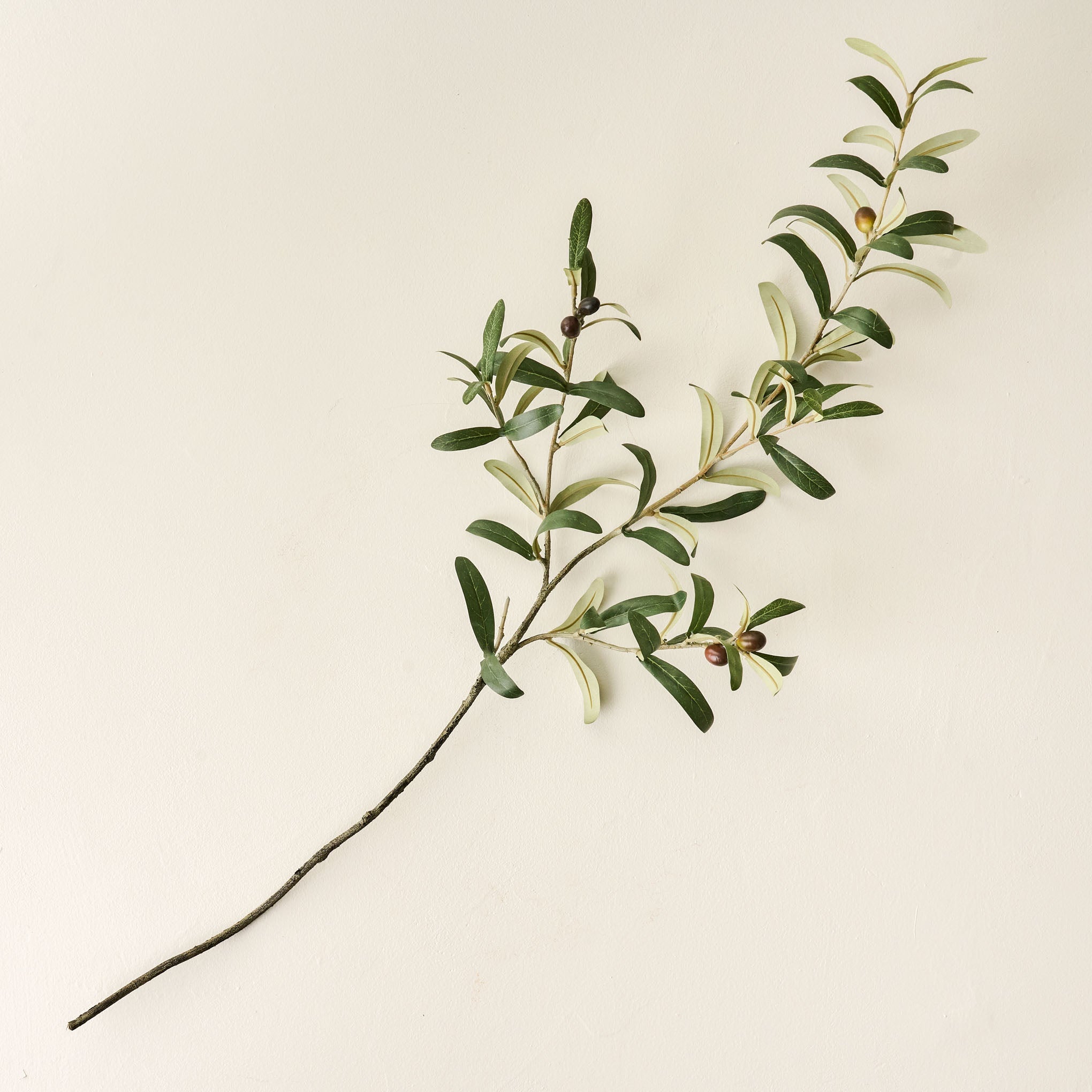 Olive Leaf Stem