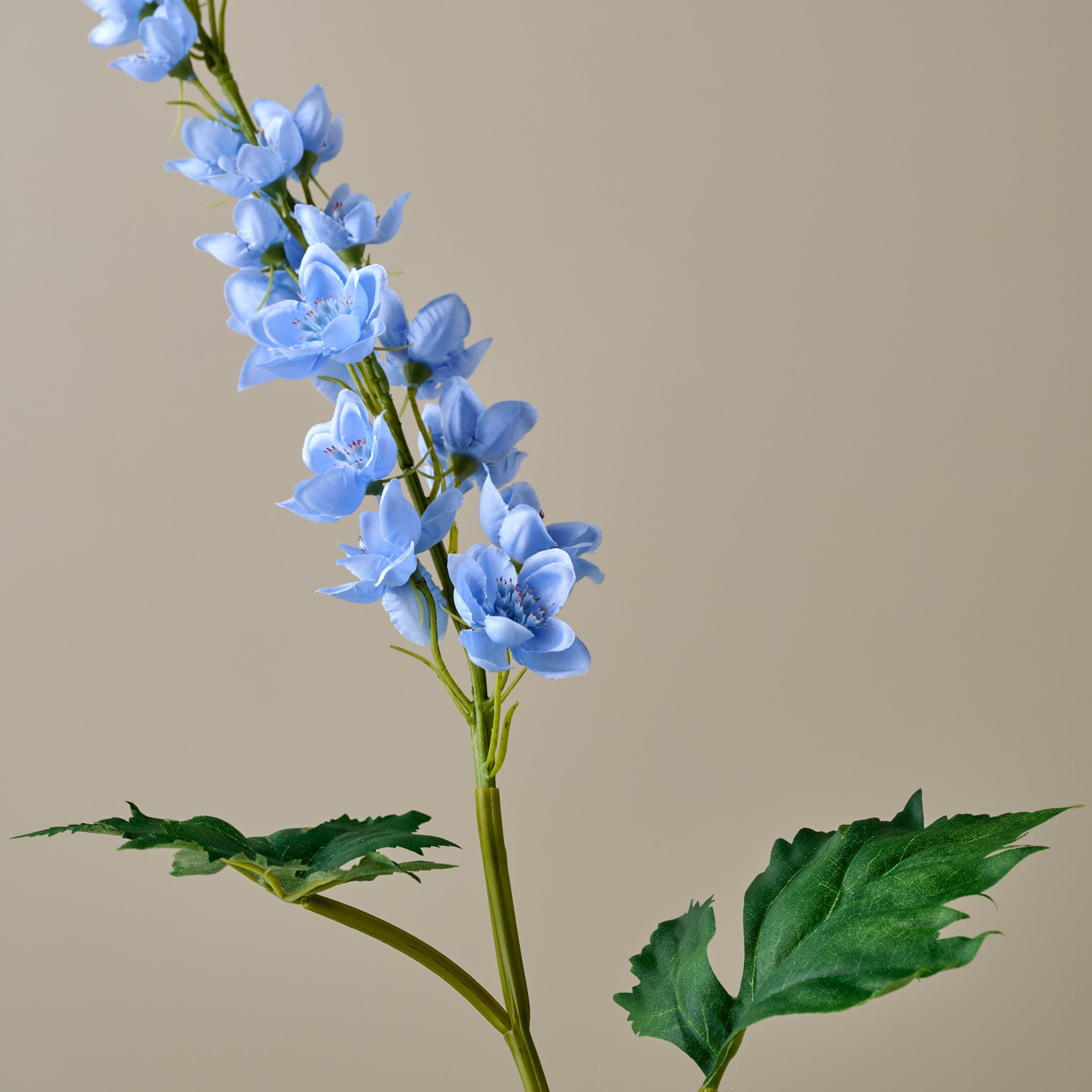Larkspur Stem