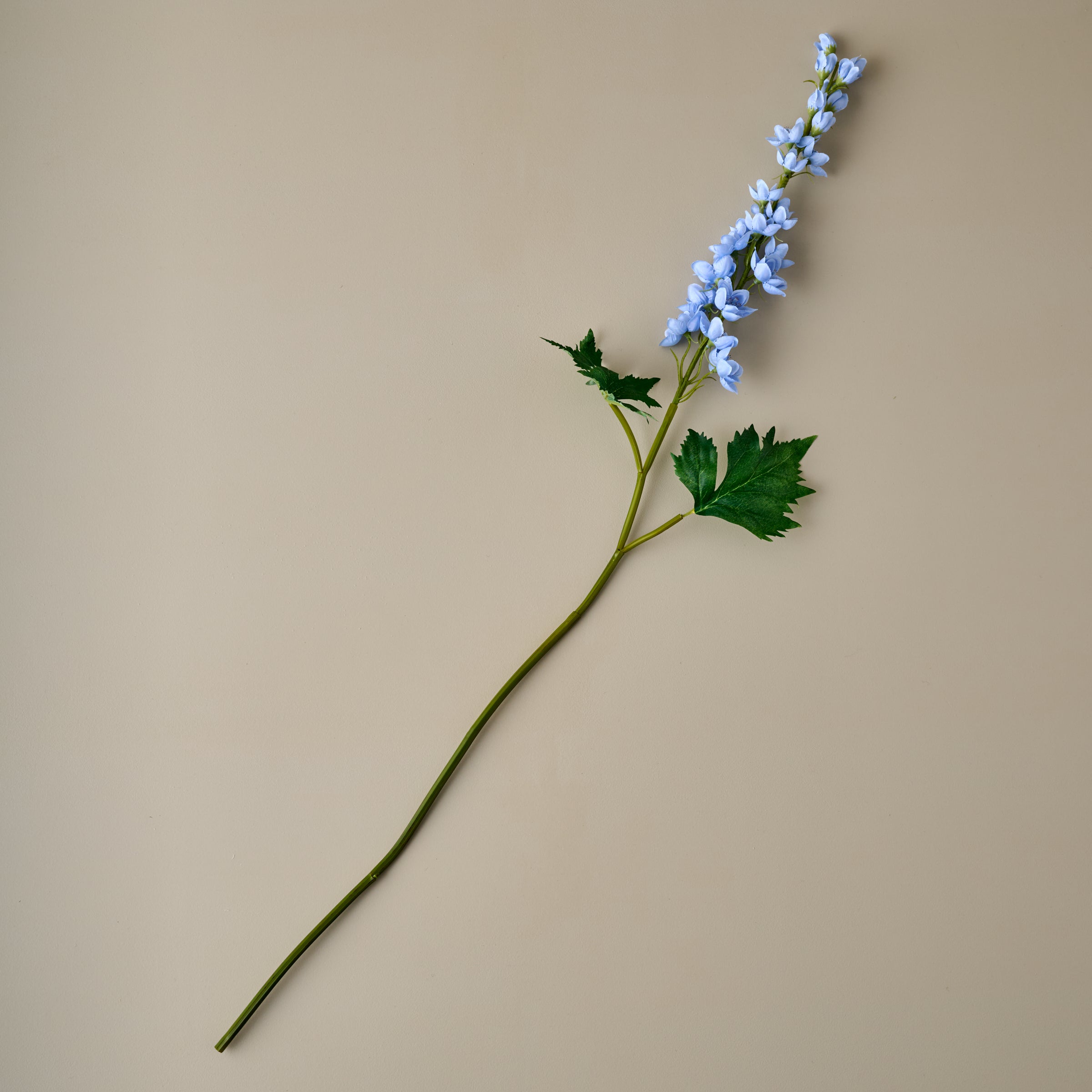 Larkspur Stem