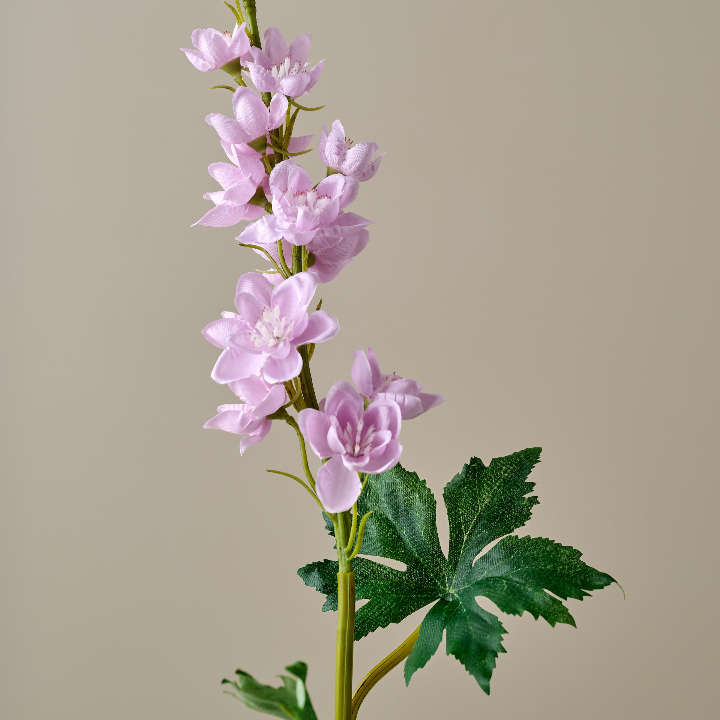 Larkspur Stem