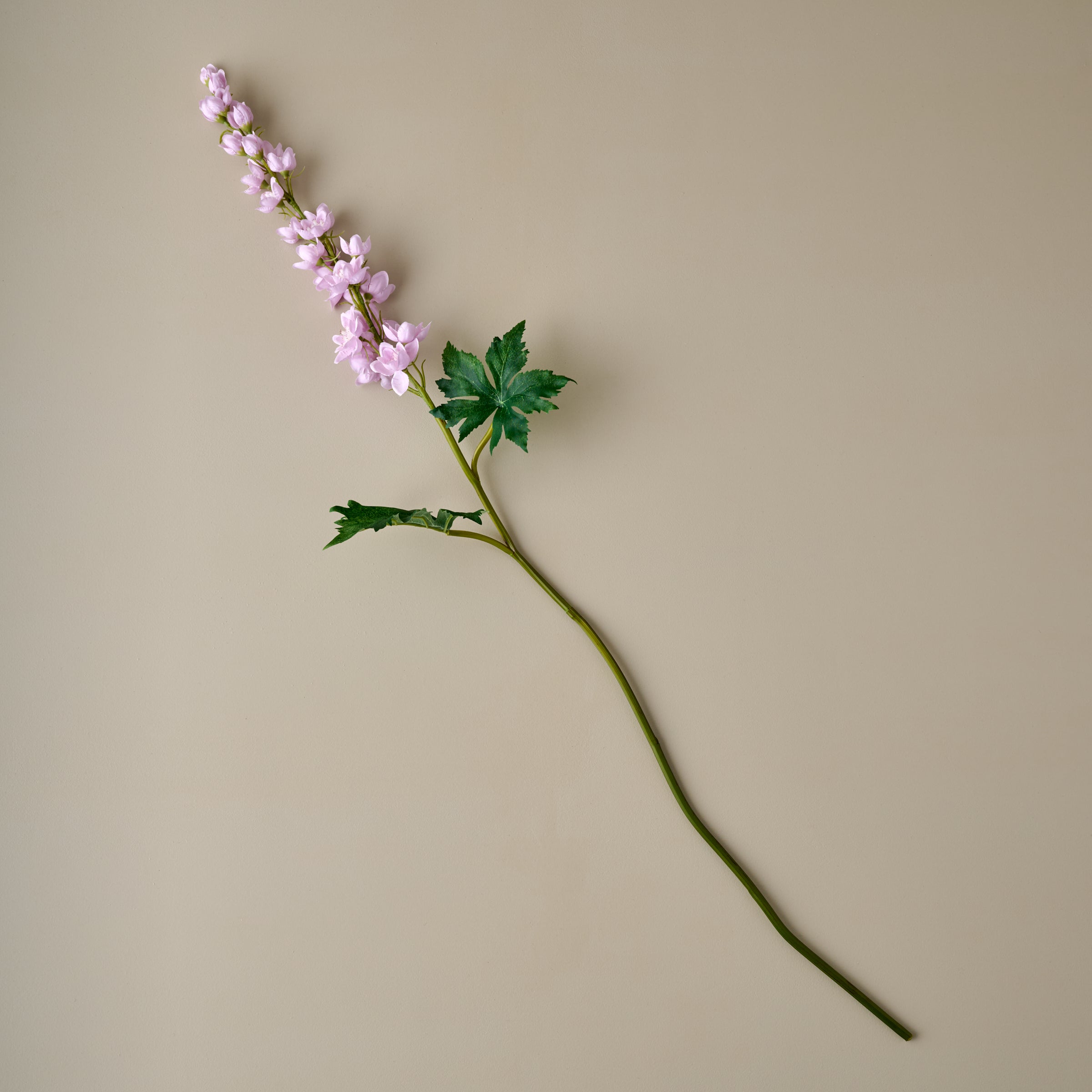 Larkspur Stem