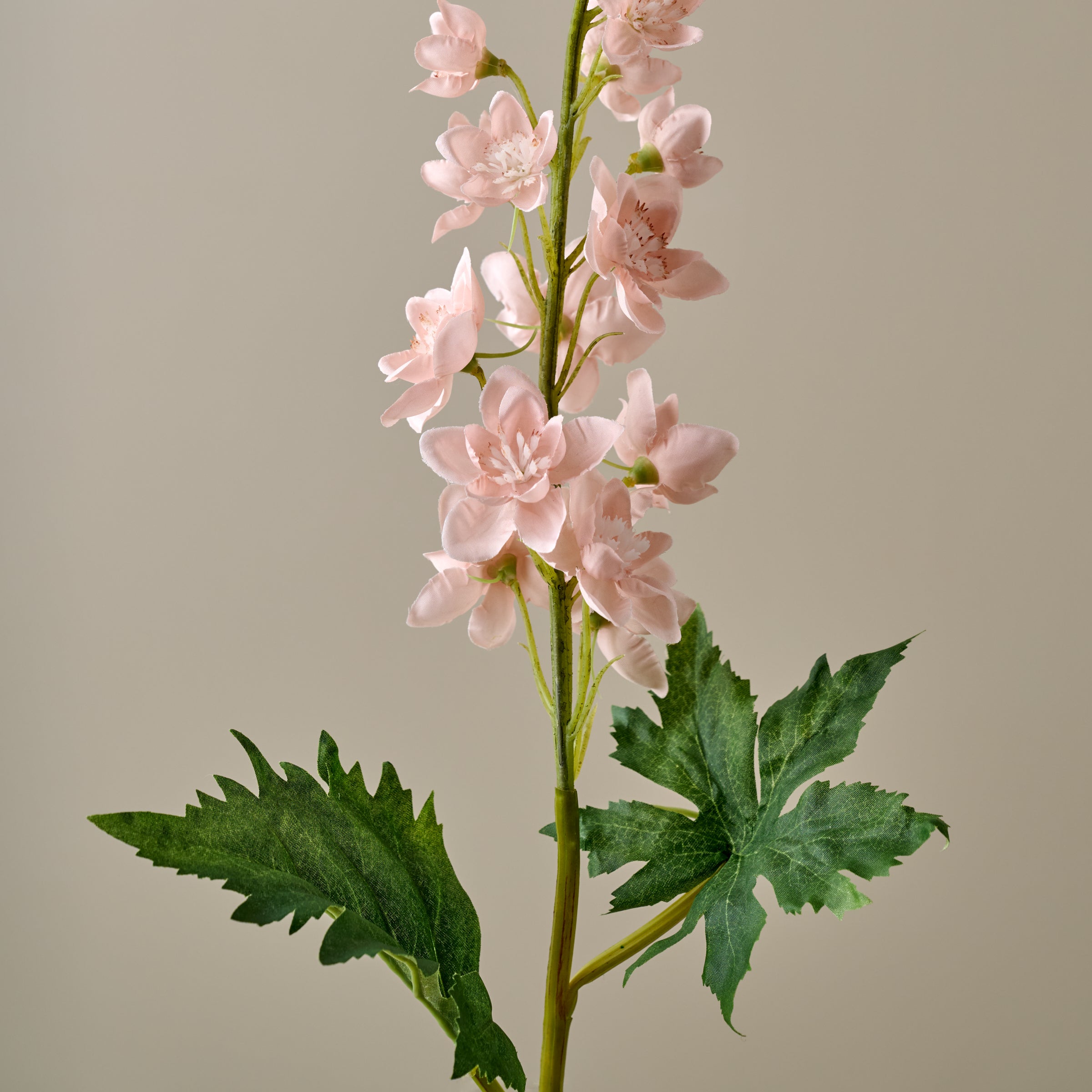 Larkspur Stem