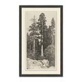 Tall Trees I