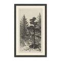 Tall Trees II