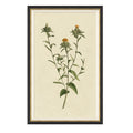 Vintage Botanical Study I