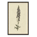 Vintage Botanical Study II