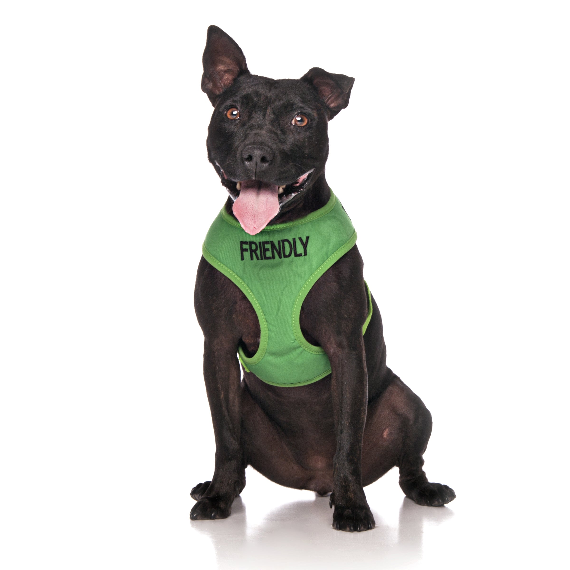Friendly Dog Lead and Vest Harness