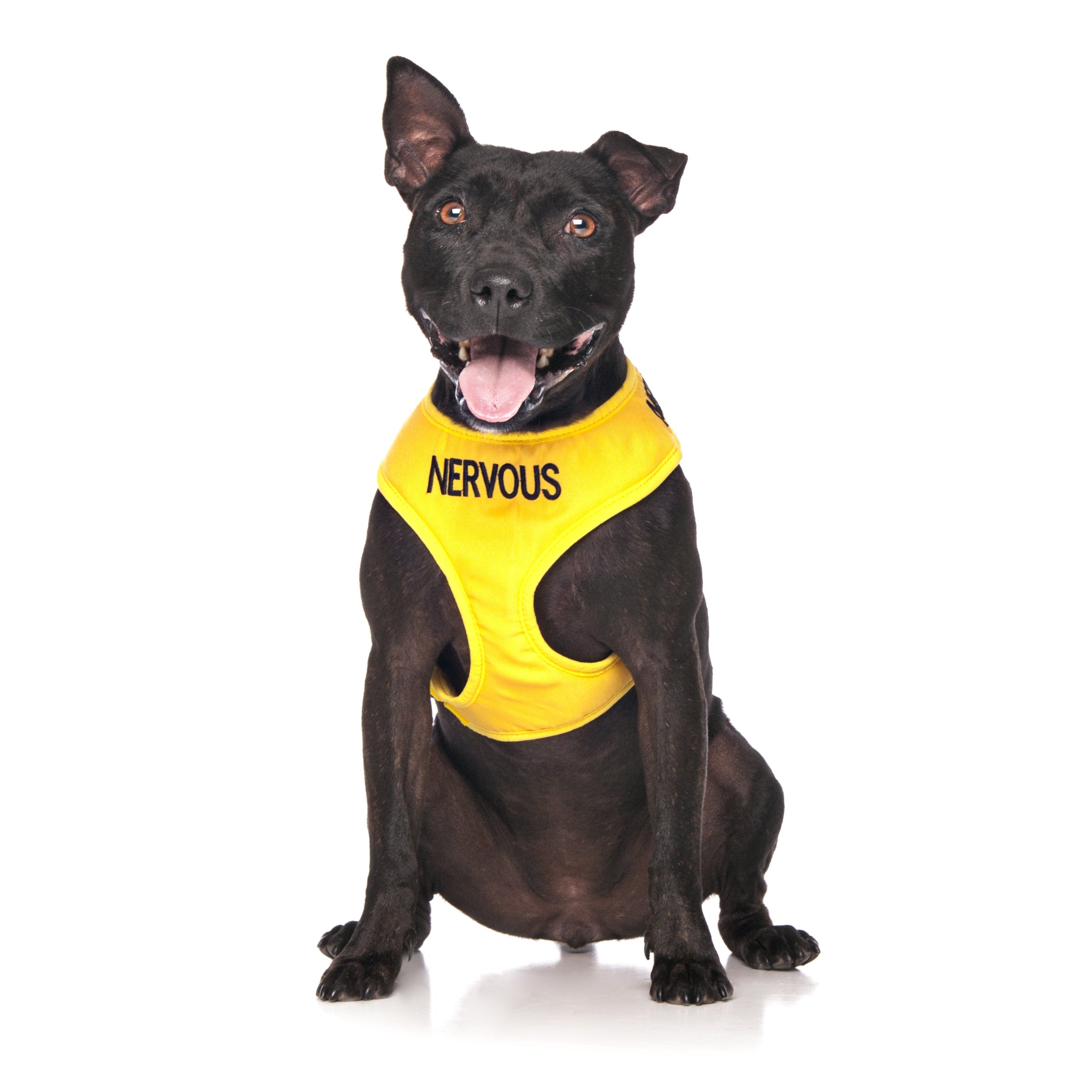 Nervous Dog Lead and Vest Harness