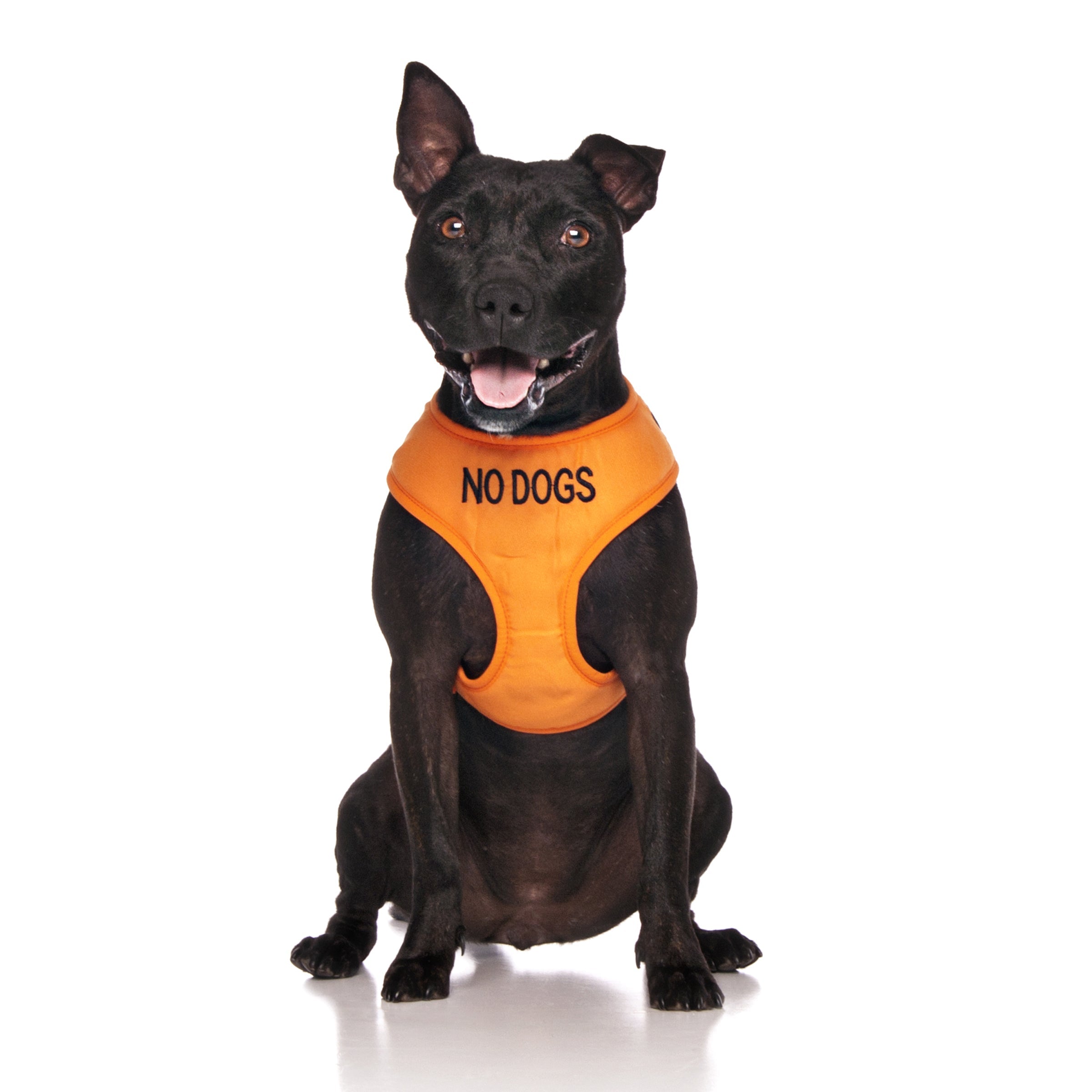 No Dogs Dog Lead and Vest Harness