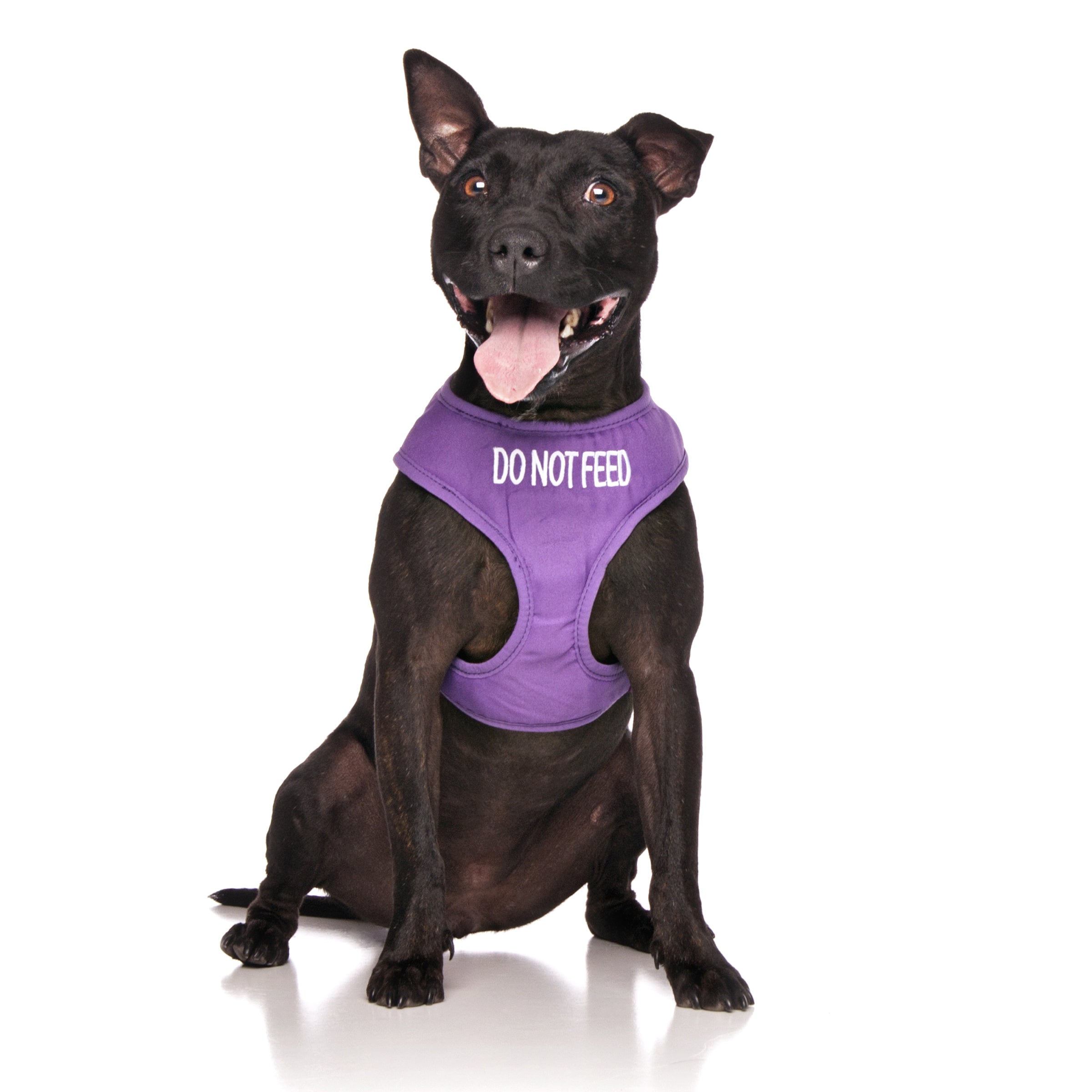 Do Not Feed Dog Lead and Vest Harness