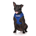 Training Dogs Dog Lead and Vest Harness