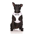Deaf Dog Lead and Vest Harness