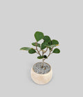 Mistletoe Fig Bonsai Tree
